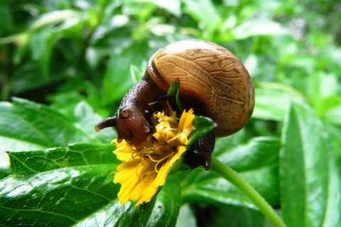 Tras éxito en Corea, baba de caracol se populariza en mercado de cosméticos en EE.UU.