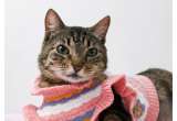 Rosita, una gata de 9 años que fue rescatada con una grave infección, busca un hogar