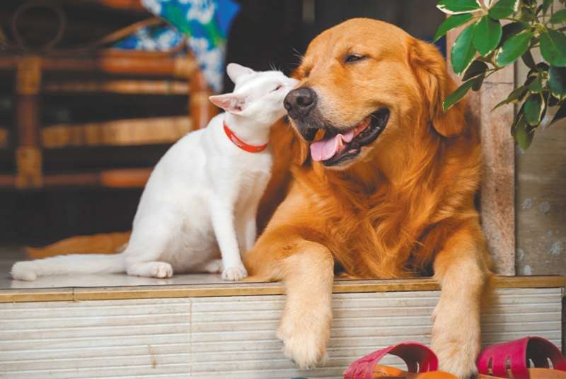 Tener una mascota en casa requiere de gran cuidado y atención.