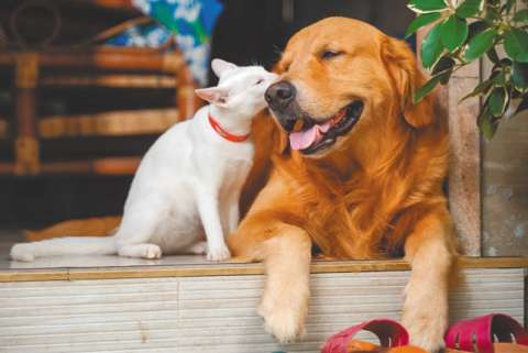 Mañana podrá esterilizar gratis a su perro o gato en Bogotá: estos son los requisitos