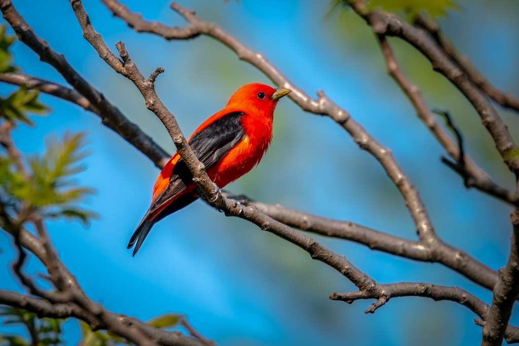 Ese destello rojo que aparece entre los árboles de Bogotá no es común: viene de otro continente.