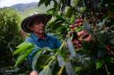 Washington levanta aranceles al café: lo que significa realmente el anuncio para Colombia