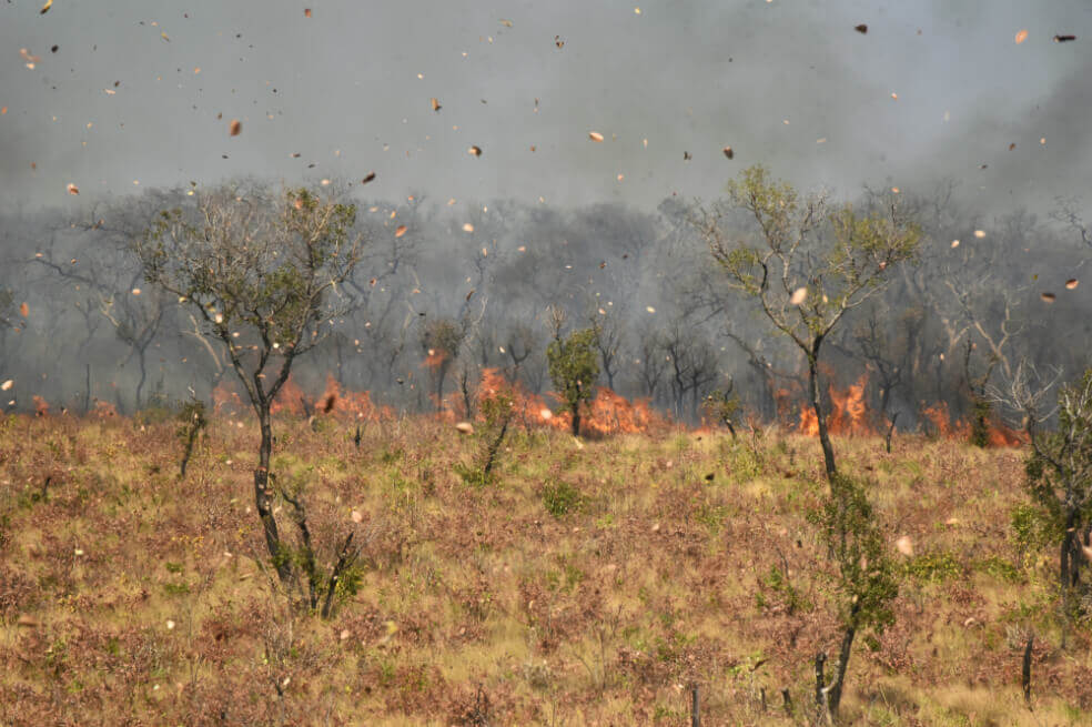 La selva amazónica alberga cerca de 30.000 especies de plantas, es decir, en esta región se encuentran el 30% de todas las especies de plantas en América del Sur. 
 / AFP