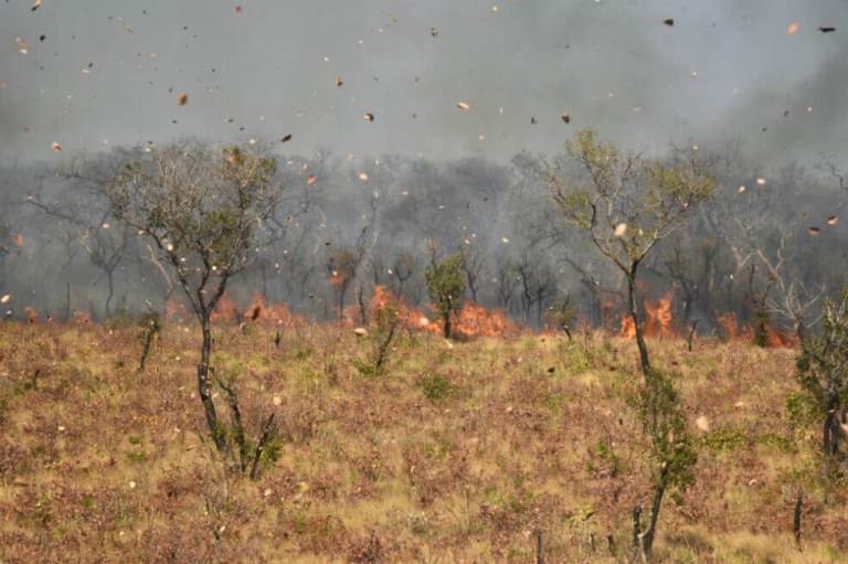 La importancia de las selvas tropicales en la lucha contra el cambio climático