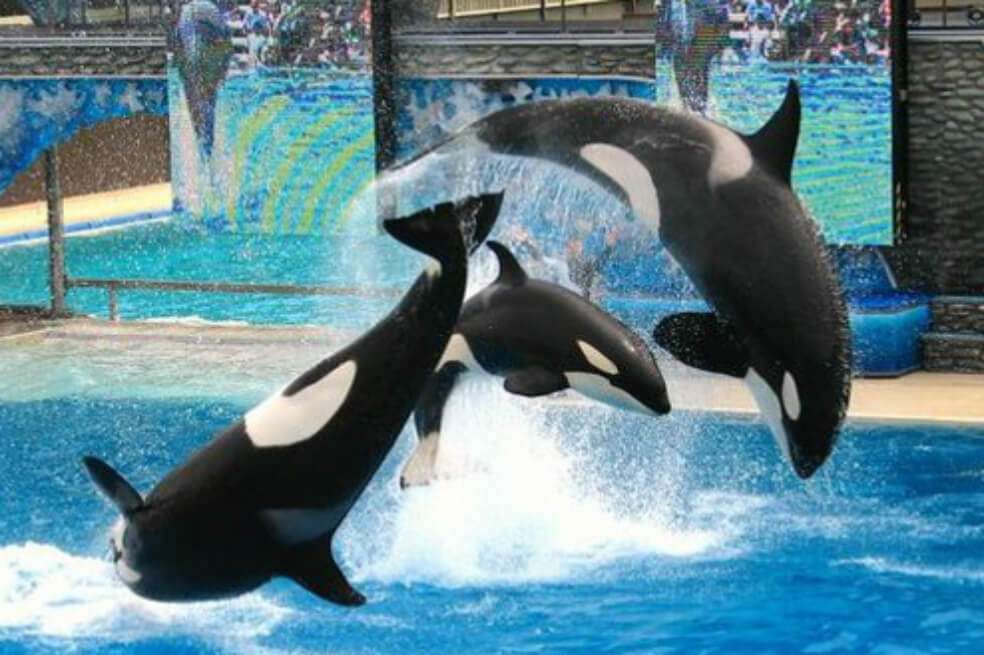 Tres orcas saltando en el SeaWorld de San Diego, en California.  / Congvo 