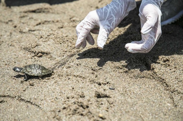 Animal Bank, la iniciativa que quiere hacer una “vaca” para conservar la fauna