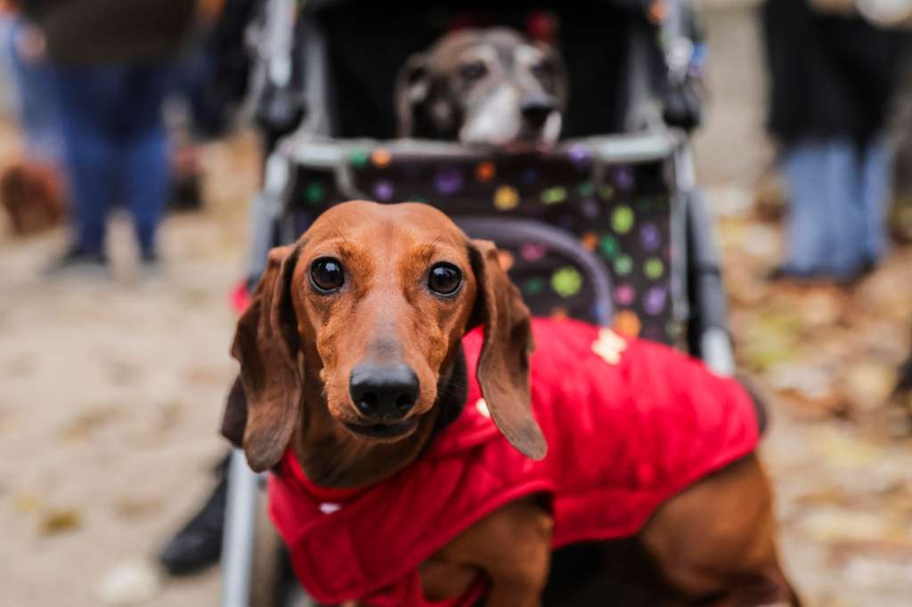 Paris (France), 15/11/2024.- A dachshund dog participates in the 5th Dachshund Walk for Charity to help other dogs in need in Paris, France, 17 November 2024. (Francia) EFE/EPA/TERESA SUAREZ
