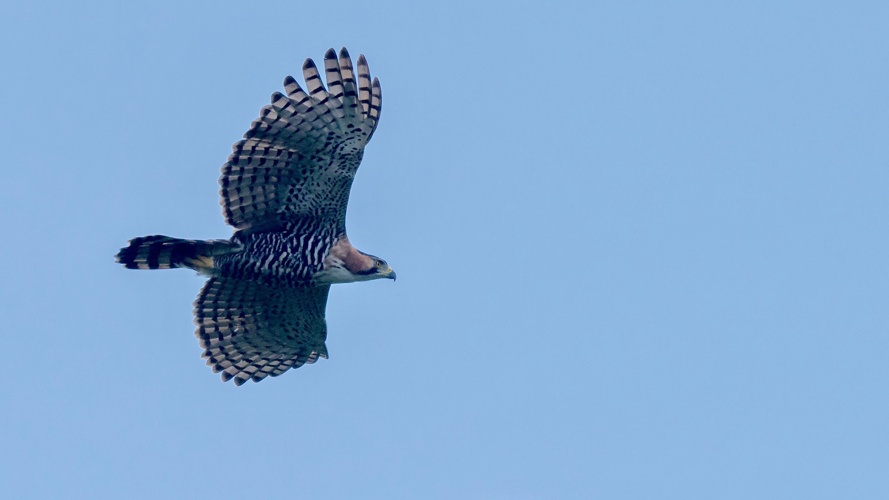 Durante once días, este grupo de investigadores, expertos y guías reportaron 238 especies de aves, 20 nuevas para el departamento de Córdoba. Encontraron especies que también estaban “perdidas” desde hace más de 70 años como el águila príncipe, el currucutú, el búho crestado, el picoancho, el hojarasquero oscuro y el saltarín cabeciblanco.