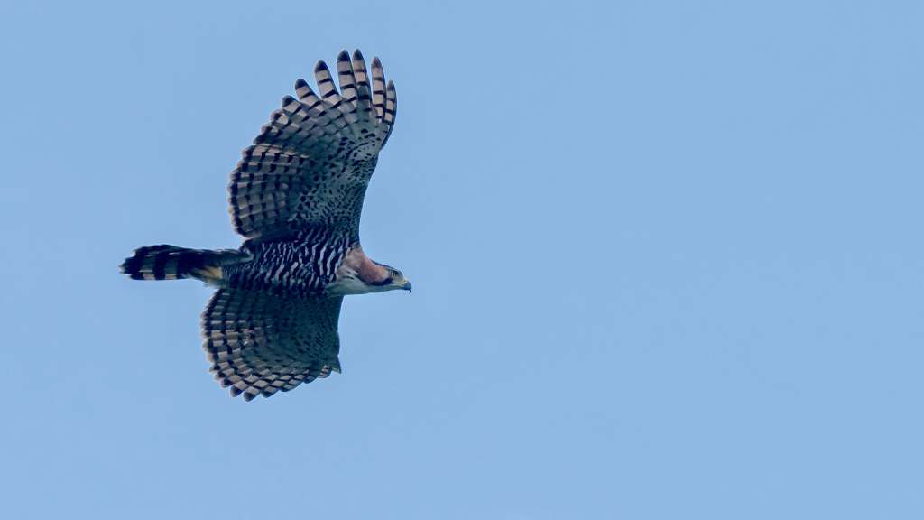 Durante once días, este grupo de investigadores, expertos y guías reportaron 238 especies de aves, 20 nuevas para el departamento de Córdoba. Encontraron especies que también estaban “perdidas” desde hace más de 70 años como el águila príncipe, el currucutú, el búho crestado, el picoancho, el hojarasquero oscuro y el saltarín cabeciblanco.