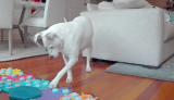 ¿Cómo funcionan los botones con los que, supuestamente, se “comunican” perros y gatos?