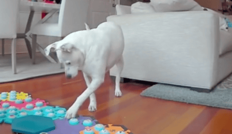 ¿Cómo funcionan los botones con los que, supuestamente, se “comunican” perros y gatos?