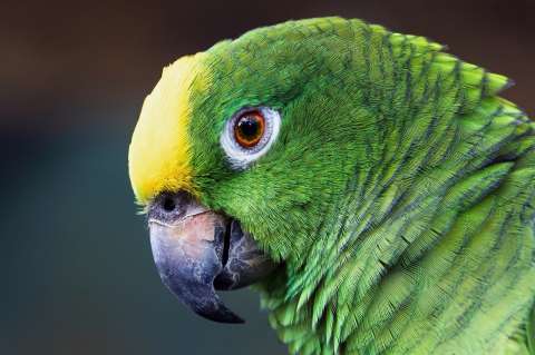 Estos son los tipos de loros que están en peligro de extinción