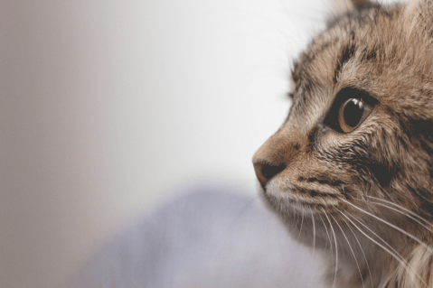 ¿Tu gato está estresado? estos son los colores que lo podrían calmar