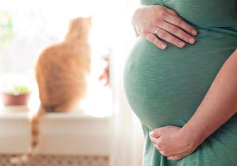 Toxoplasmosis en gatos: ¿realmente afecta a las mujeres embarazadas?