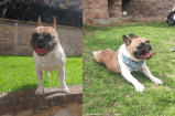 ¿Ha visto a Pipo? Este perrito salió de su casa en Tenjo y no lo encuentran