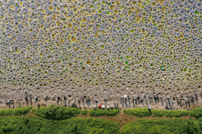 Categoría agua dulce:
En esta imagen se ven los agujeros cavados por los peces para el desove después de que el estanque se secó en Tai Sang Wai, Hong Kong. El autor es Jeanny Tang.