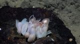 Descubren cuatro nuevas especies de pulpos