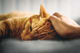 La tristeza en los gatos: cómo detectarla, tratarla y motivar a nuestro felino