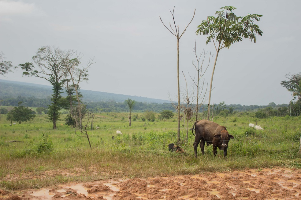La ganadería ilegal es uno de los principales problemas dentro de Tinigua.Foto: María Jimena Neira Niño.Ganadería: el gran motor de deforestaciónHabitantes del parque Tinigua, investigadores, organizaciones y entidades de control reconocen a la ganadería como uno de los grandes problemas asociados a la deforestación. Una de las razones es que la agricultura es muy difícil en la zona —además de la dificultad de sacar los productos porque no hay infraestructura vial— y que el suelo no es productivo. “Estos terrenos son estériles, esta parte de la cordillera no produce sino pastico y parte de café, pero acá no dura. La gente se dedicó a la lechería”, dice Ismael Garzón Gutiérrez, representante de la Asociación Campesina Ambiental de Uribe, Meta (Acatamu).