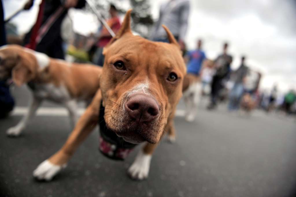 Marcha organizada por dueños de perros Pitbull.