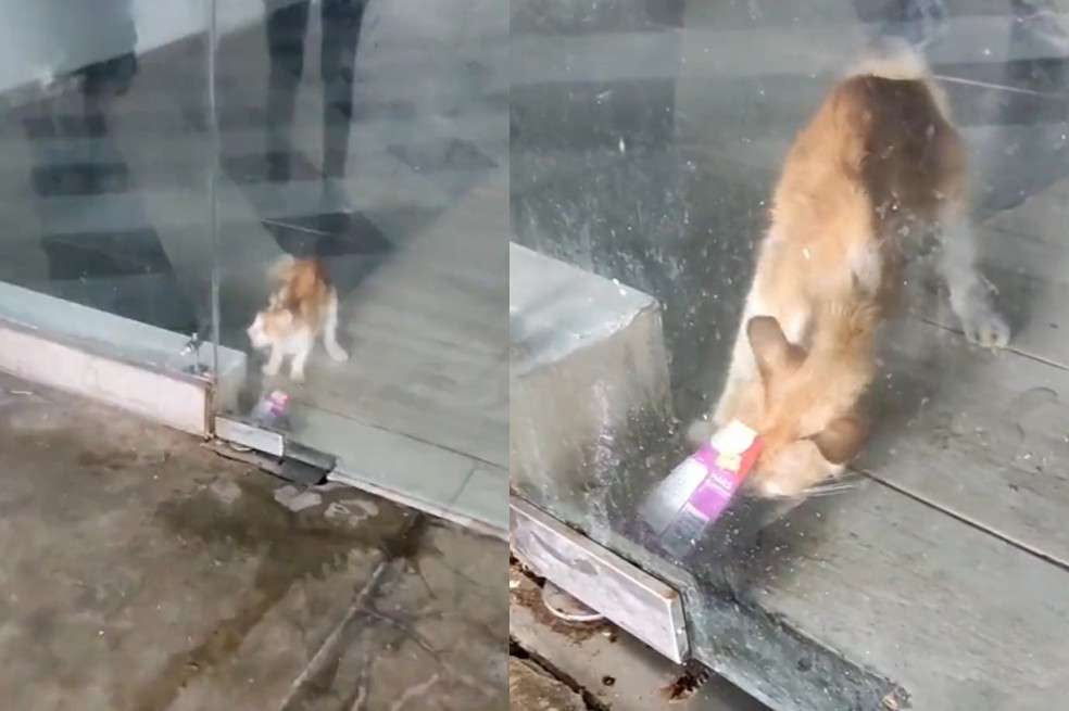 Denuncian que un gato está encerrado, sin comida y agua, en local en Cartagena