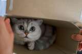 ¿Qué cosas espantan a los gatos?