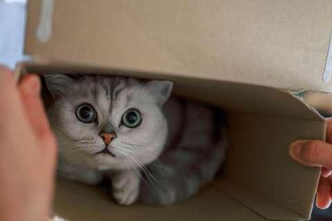 ¿Qué cosas espantan a los gatos?