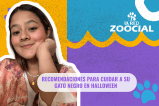 Recomendaciones para cuidar a su gato negro en Halloween
