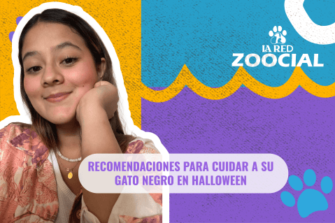 Recomendaciones para cuidar a su gato negro en Halloween