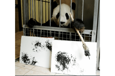 Yang Yang, la osa panda que realiza obras de arte
