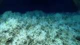 Encuentran el arrecife de coral más grande del mundo