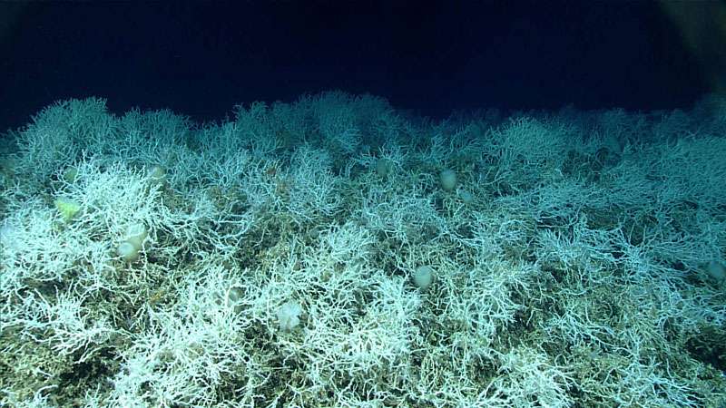 Los arrecifes de coral de la meseta de Blake se conforman principalmente por 'Desmophyllum pertusum'.