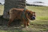 5 trucos para que un perro no se orine en la puerta de tu casa
