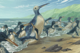 Descubren un pingüino prehistórico que sería el más grande que jamás existió