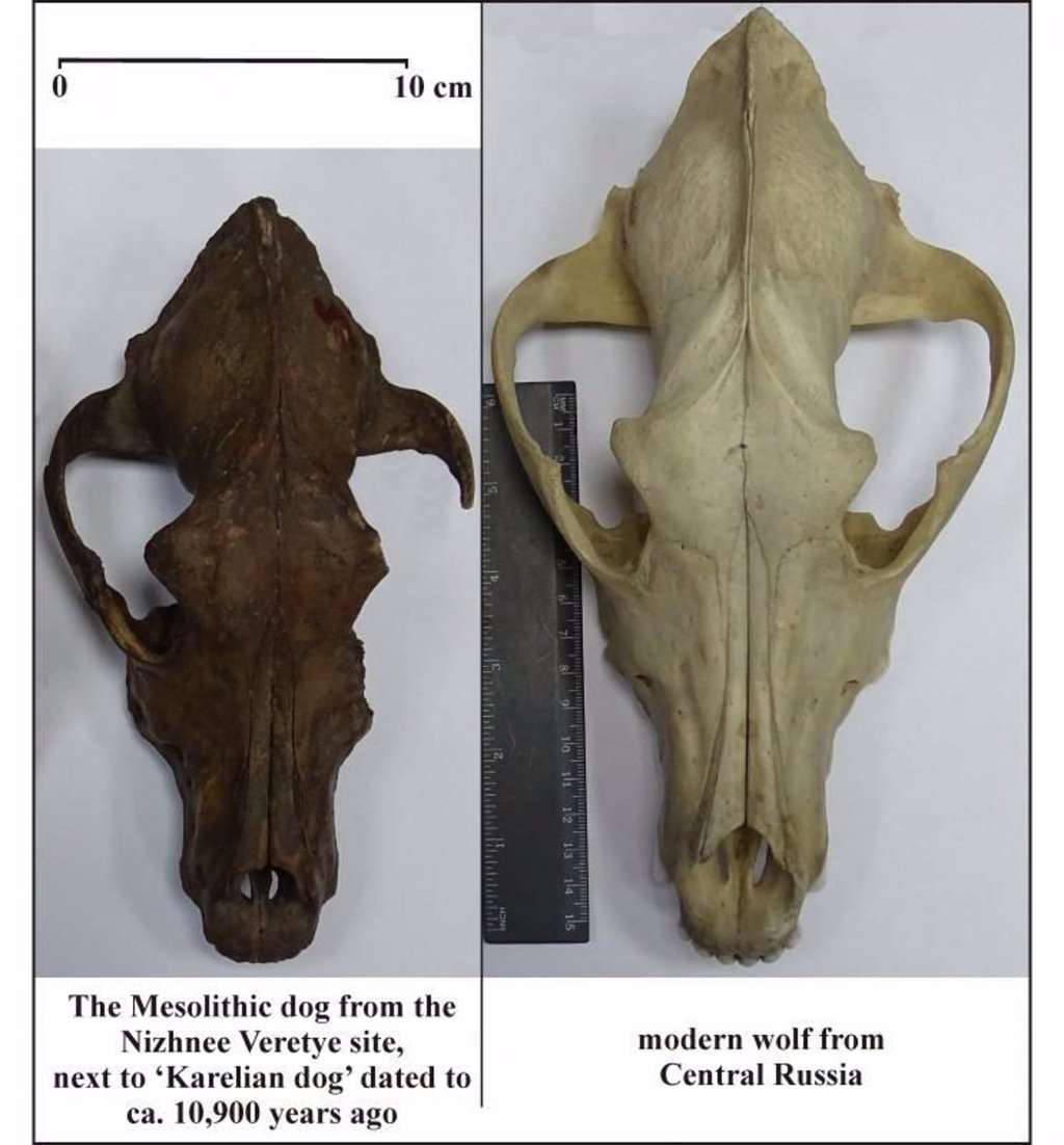 Comparativa de cráneo de perro mesolítico y lobo moderno.