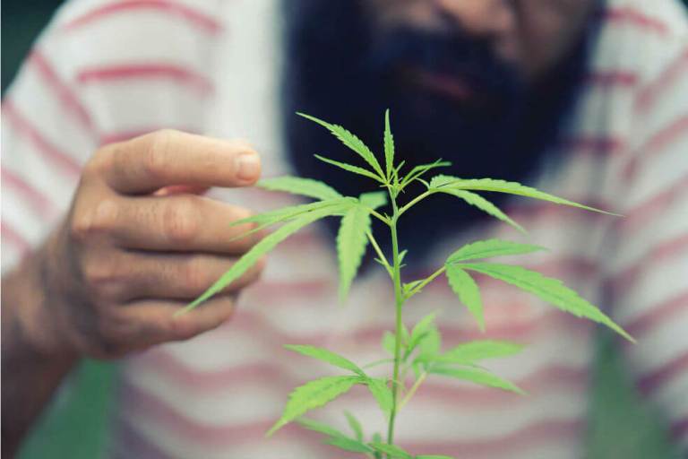 Cannabis, la sustancia más consumida en el mundo después del alcohol
