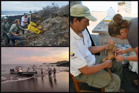 Iguanas regresan a isla ecuatoriana donde desaparecieron hace dos siglos