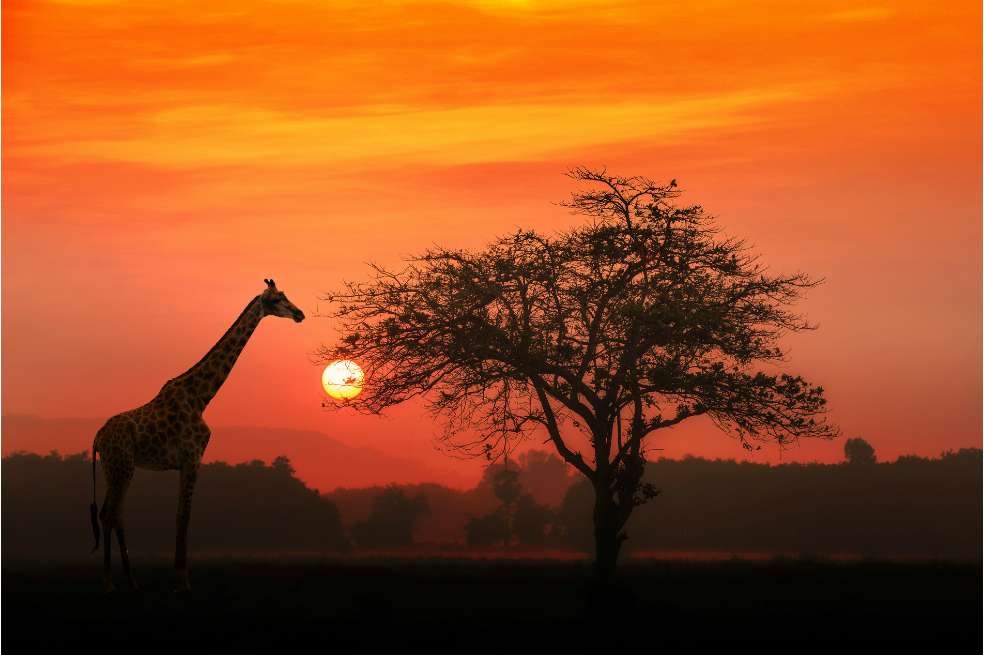 iStock