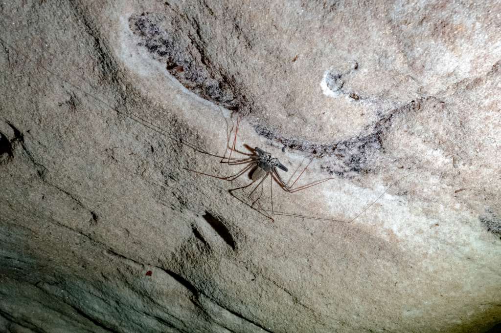 A ojos de Villarreal, las arañas látigo de la Amazonia siguen siendo casi un misterio, pues las cuevas de la región son de las menos exploradas.