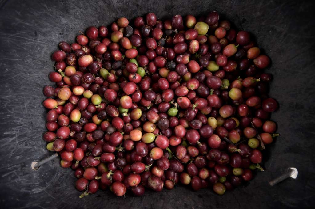 Finca cafetera ubicada en este municipio.