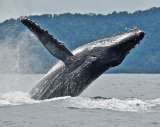 ¿Cómo escuchan las ballenas si no tienen orejas?
