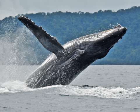 ¿Cómo escuchan las ballenas si no tienen orejas?