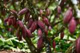 El cacao se cotiza como “oro” en Ecuador y atrae al crimen organizado