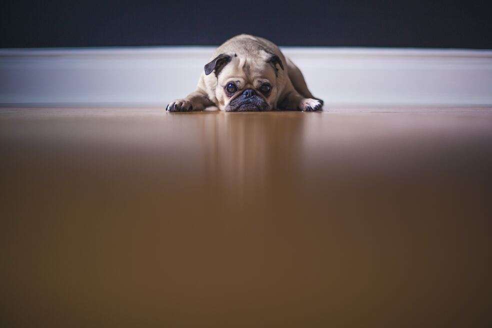 Perro triste