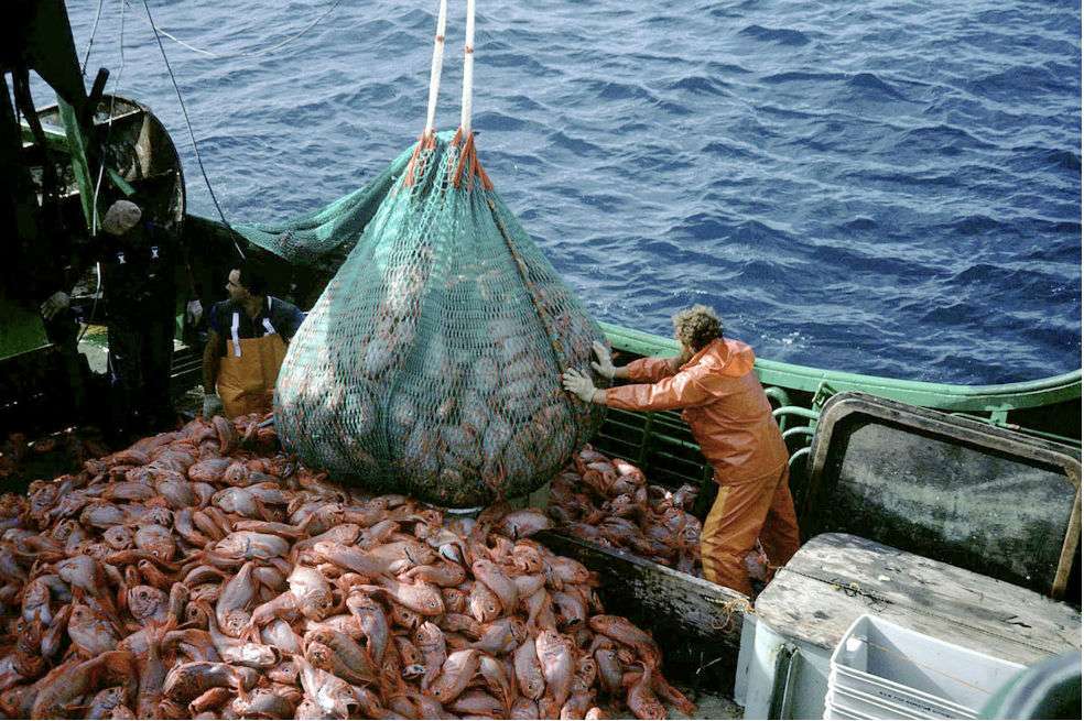 Cada año el mundo bota el equivalente a 4.500 piscinas olímpicas de pescado. / WWF