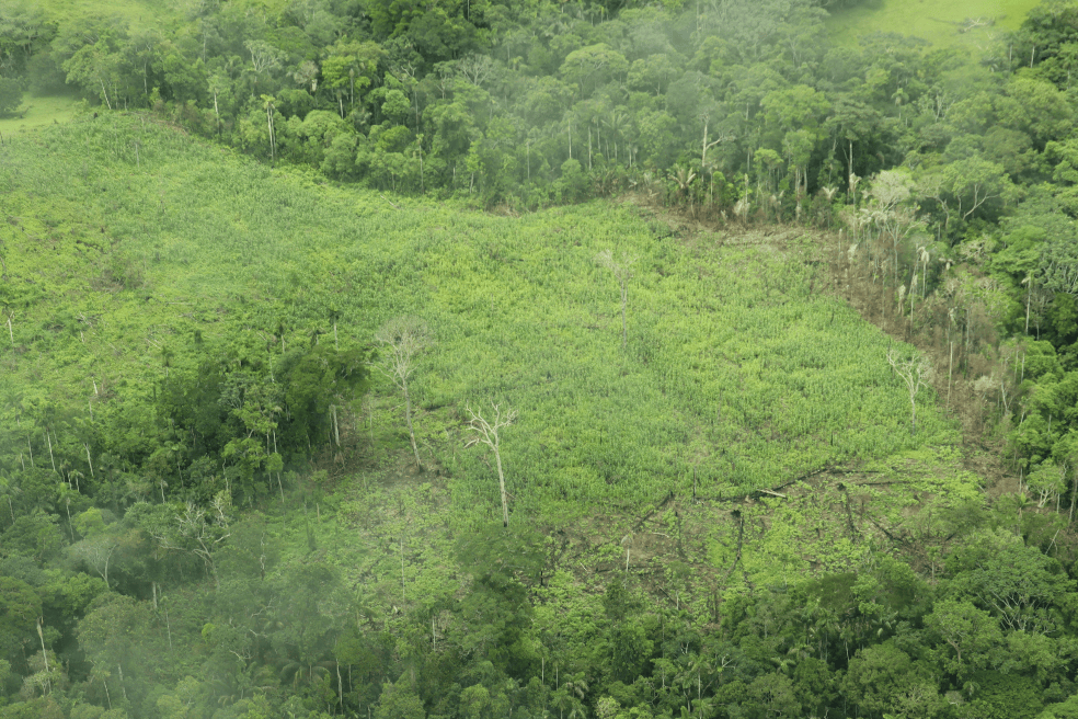 En territorio de la Reserva Natural Nukak (Guaviare) es uno de los sitios en los que se ha documentado un aumento importante en los cultivos de coca.