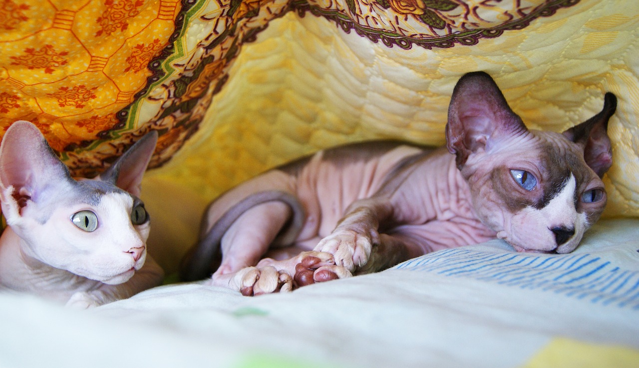 ¿Qué tipo de gato no muda (suelta) tanto pelo?