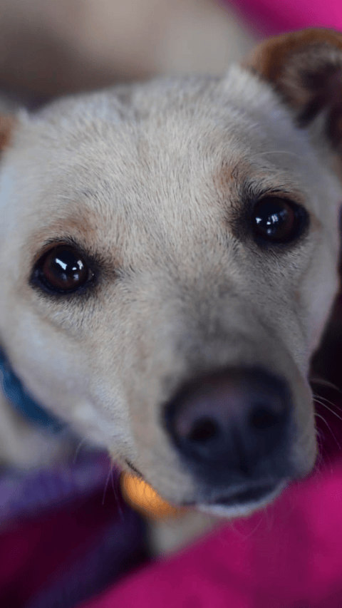 ¡Cinco razones para adoptar un perro criollo en Colombia!