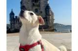 Pasaporte peludo: el perro rescatado que ya recorrió más de 20 países
