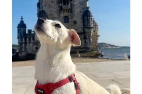 Pasaporte peludo: el perro rescatado que ya recorrió más de 20 países